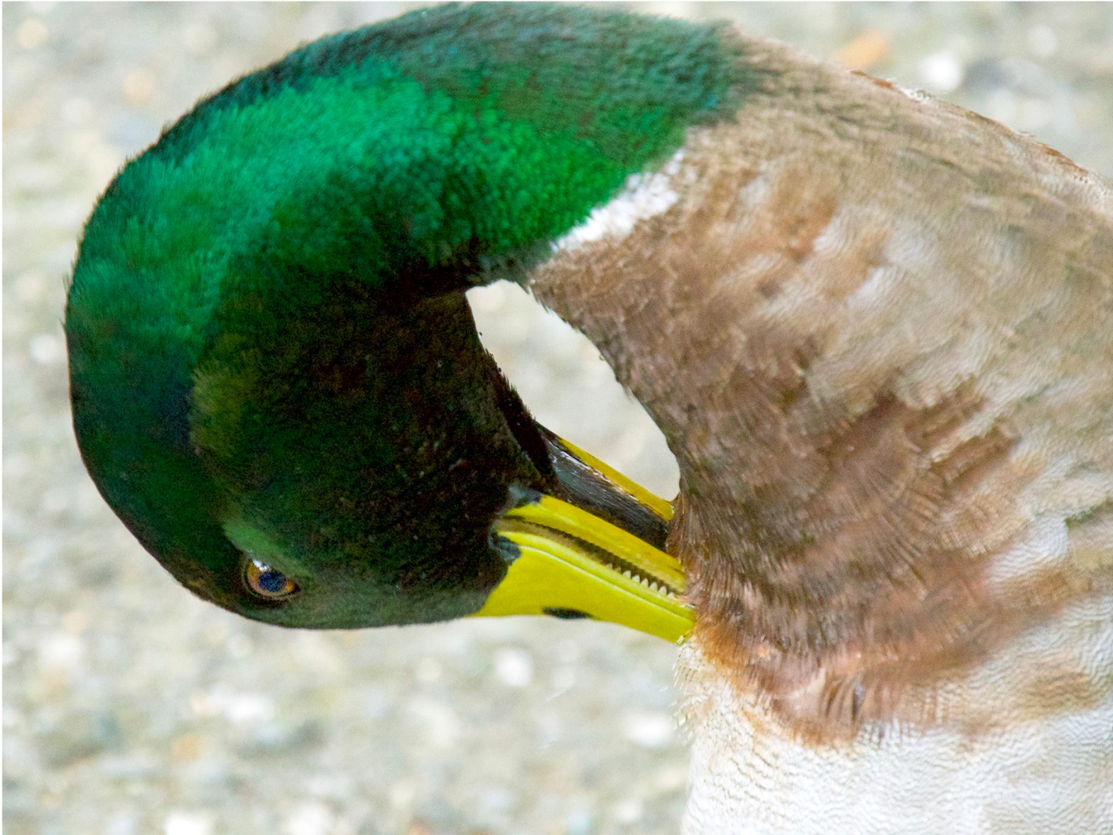 Mallard at Stow Lake, San Francisco
