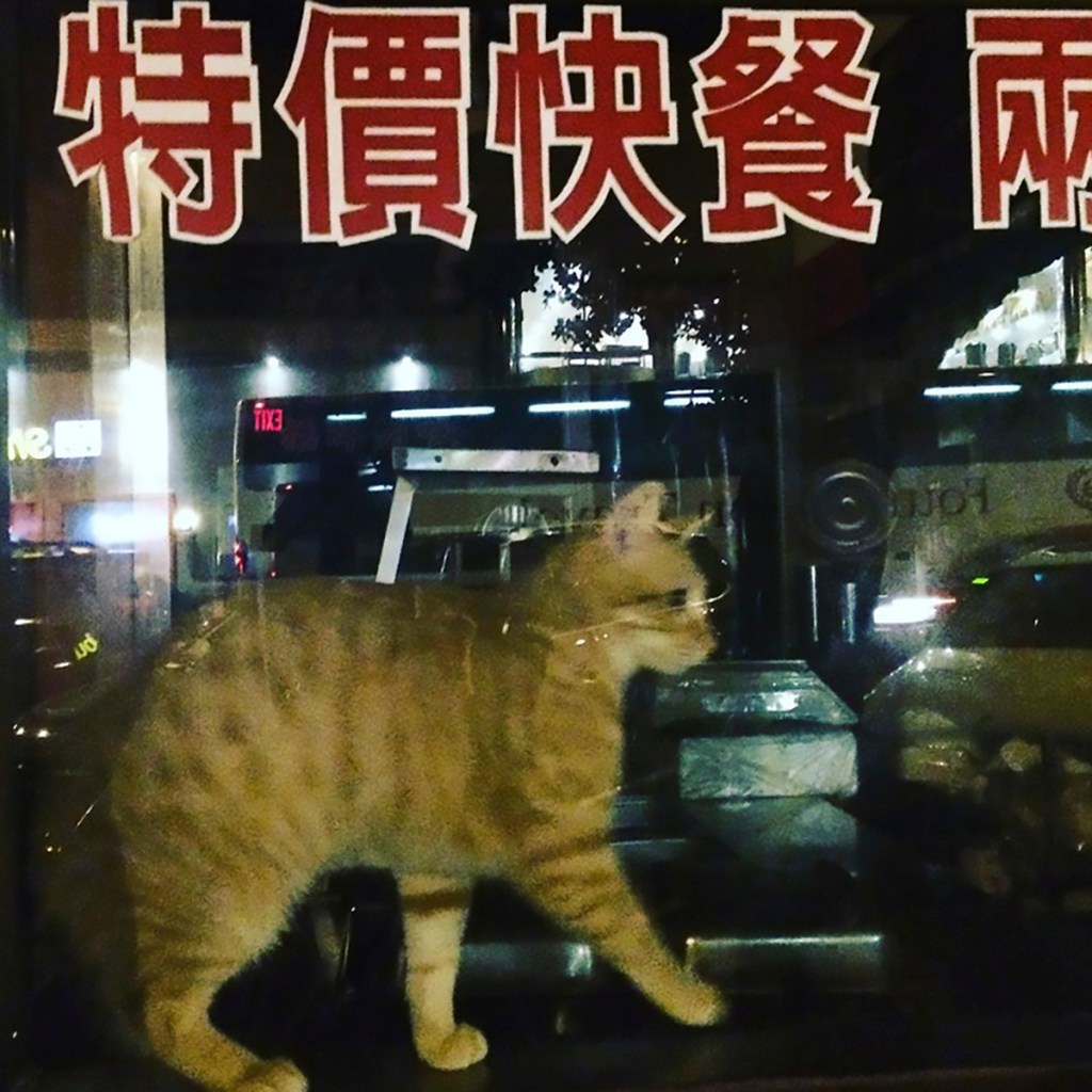 Cat in window on Clement Street, San Francisco.