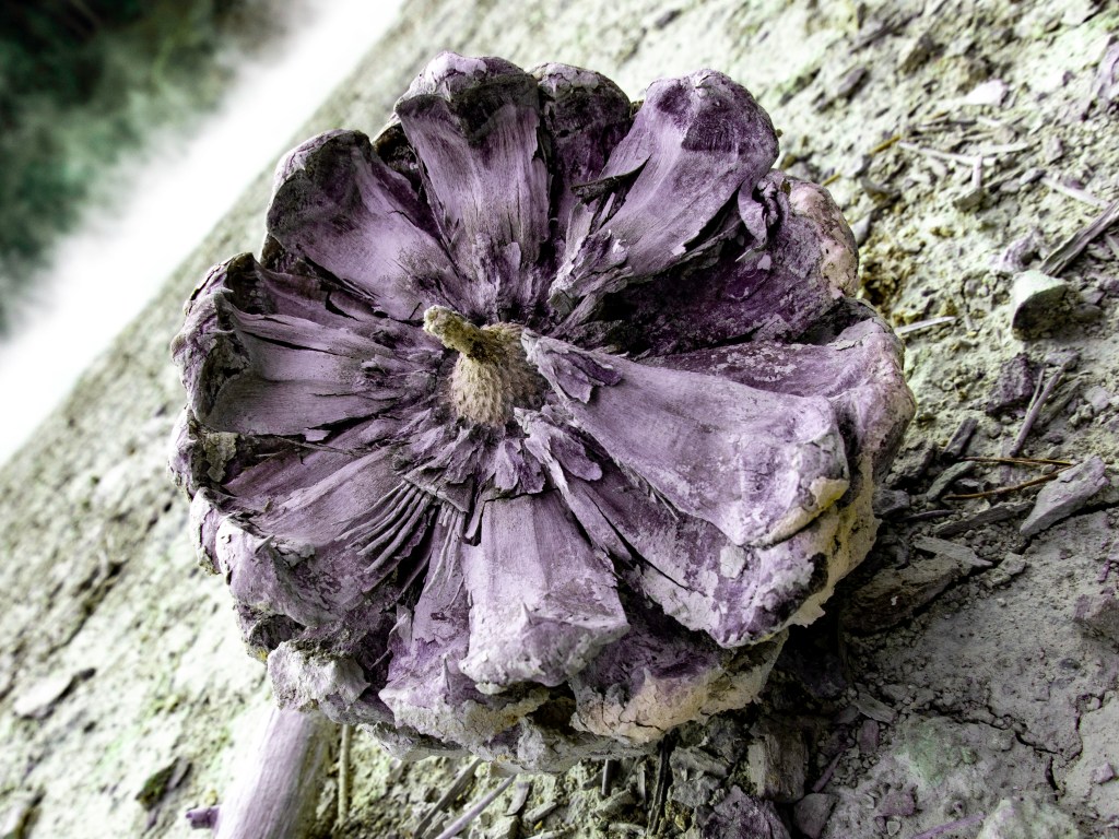 Land of the Lost Pinecones - Lassen Volcanic National Park 2018