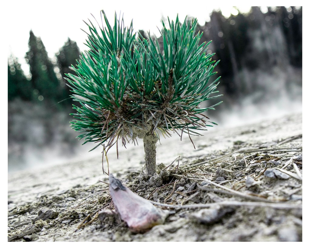 Pygmy Queen - Lassen Volcanic National Park 2018